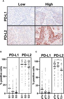 Frontiers PD L2 Is Constitutively Expressed In Normal And Malignant